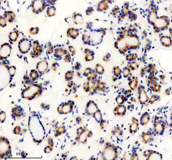 a12135 tenm2 primary antibodies ihc testing 1