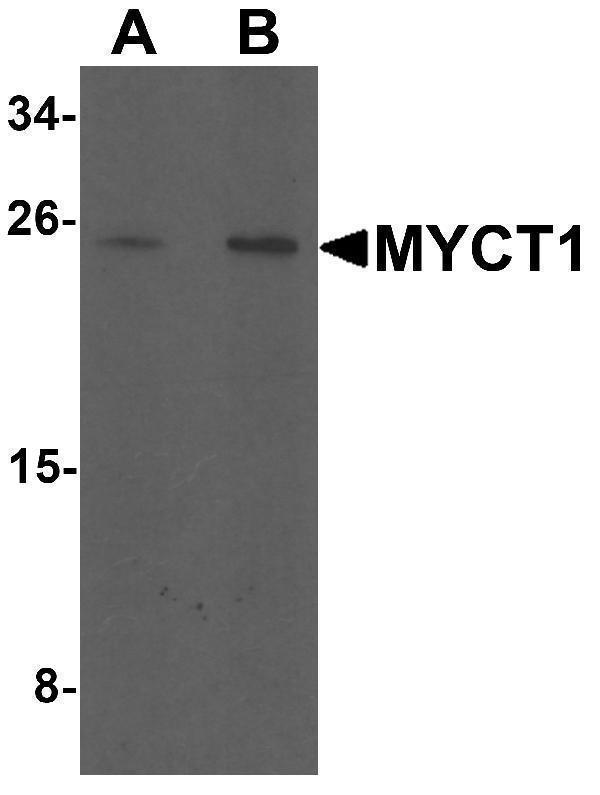 a12155 myct1 primary antibodies wb testing 1