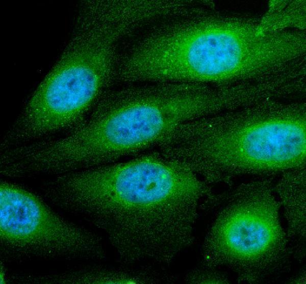 a12162 1 dhx57 primary antibodies if testing 1