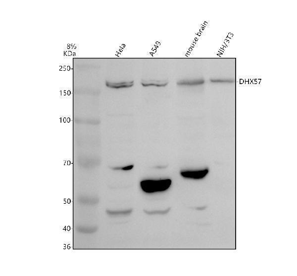 a12162 1 dhx57 primary antibodies wb testing 1