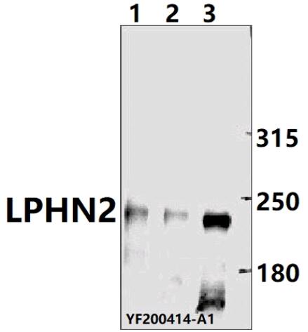 a12163 adgrl2 primary antiboties wb testing 1