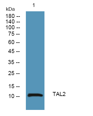 a12166 tal2 primary antibodies wb testing 1
