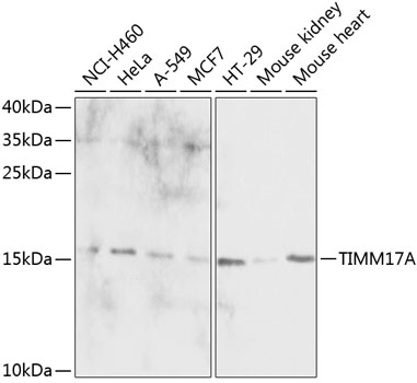 a12168 timm17a primary antiboties wb testing 1