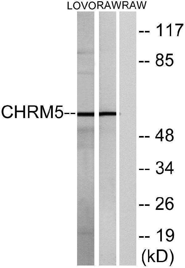 a12171 chrm5 primary antibodies wb testing 2