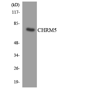 a12171 chrm5 primary antibodies wb testing 3