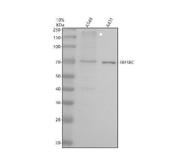 a12172 2 eefsec primary antibodies wb testing 1
