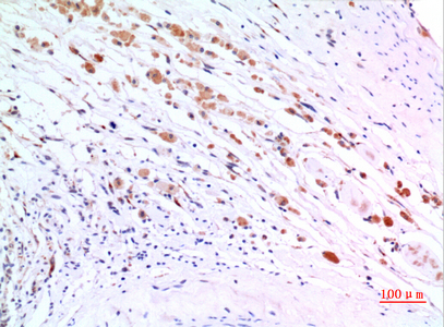 a12174 zkscan4 primary antibodies ihc testing 1