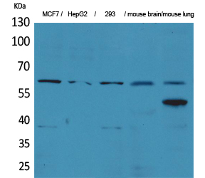 a12174 zkscan4 primary antibodies wb testing 2