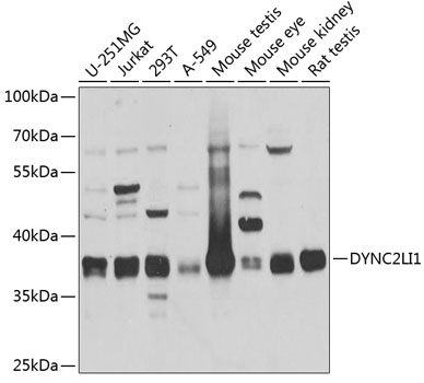 Western blot analysis of extracts of various cell lines, using DYNC2LI1 antibody  at 1:1000 dilution