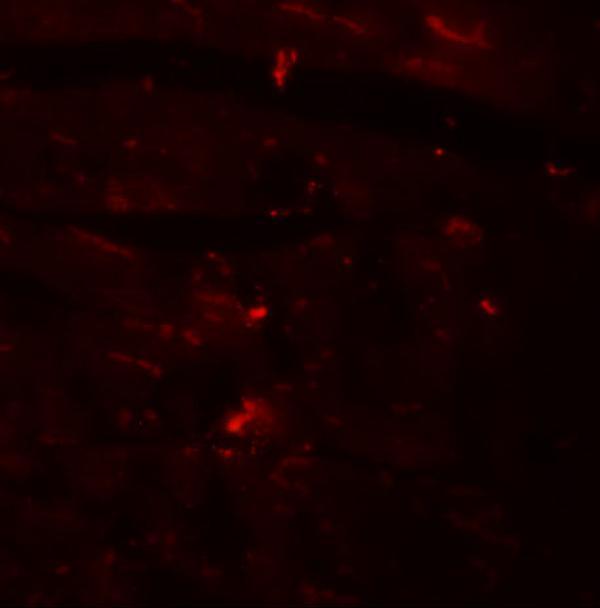 a12188 ccdc47 primary antibodies if testing 3