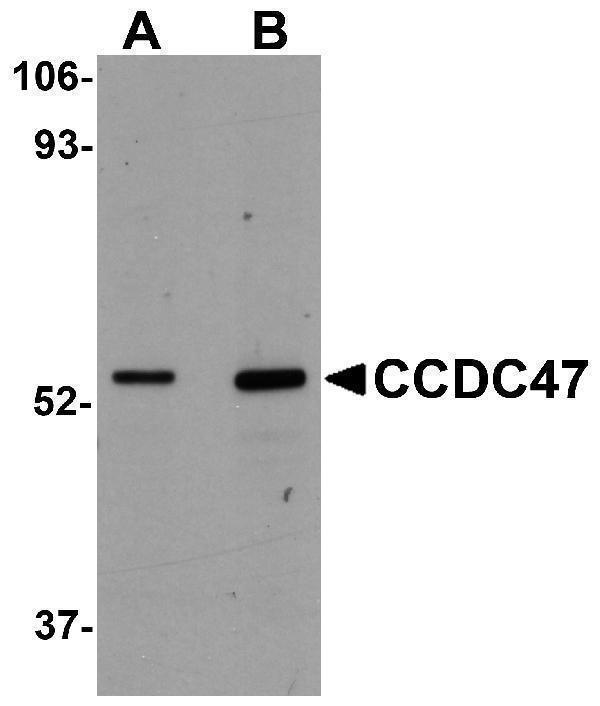a12188 ccdc47 primary antibodies wb testing 1