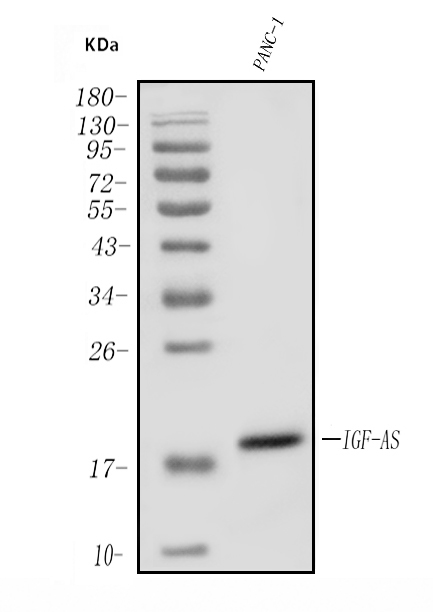 a12191 igf2 as primary antibodies wb testing 1