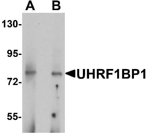 Western blot analysis of UHRF1BP1 in mouse kidney tissue lysate with UHRF1BP1 antibody at (A) 1 and (B) 2 μg/mL