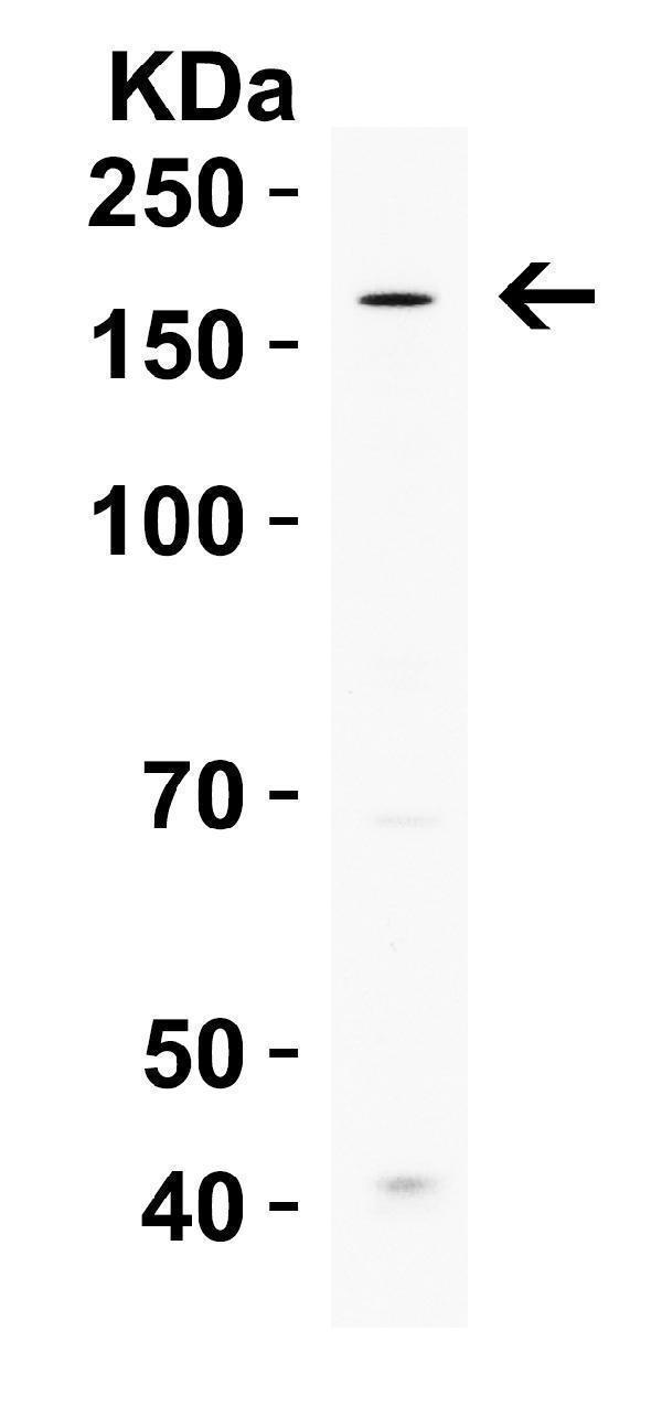 WB Validation  in Human MCF -7 Cells
Loading: 15 μg of human tissue lysate 
Antibodies: UHRF1BP1, A12200, 2 μg/mL , 1 h incubation at RT in 5% NFDM/TBST
