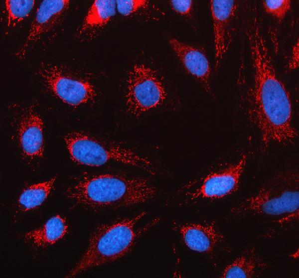a12206 1 naa35 primary antibodies if testing 1