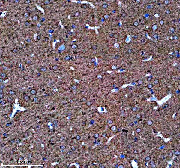 a12206 1 naa35 primary antibodies ihc testing 2
