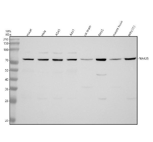 a12206 1 naa35 primary antibodies wb testing 1