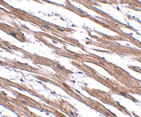 a12206 mak10 primary antibodies ihc testing 2
