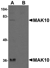a12206 mak10 primary antibodies wb testing 1
