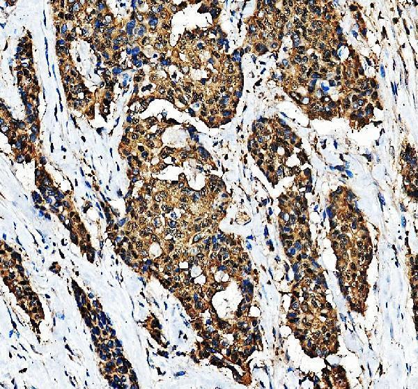 a12209 2 dtymk primary antibodies ihc testing 1