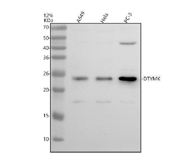 a12209 2 dtymk primary antibodies wb testing 1