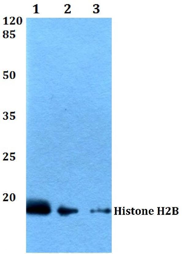 a12218 2 hist1h2bh primary antiboties wb testing 1