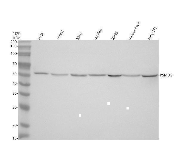  Western blot analysis of PSMD5 using anti-PSMD5 antibody (A12220-1)