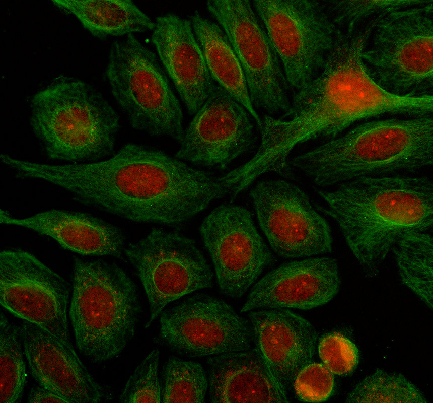 IF analysis of JADE3 using anti-JADE3 antibody (A12223-1) and anti-Alpha Tubulin antibody (M03989-3)