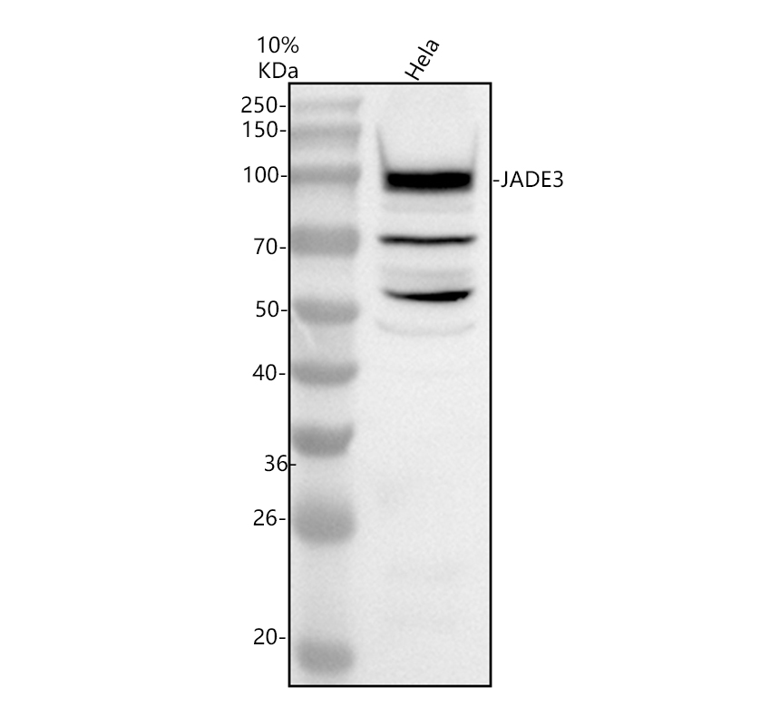 Western blot analysis of JADE3 using anti-JADE3 antibody (A12223-1)
