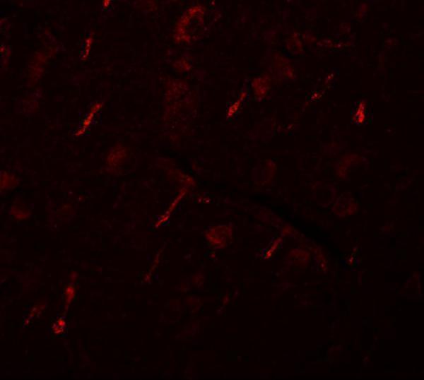Immunofluorescence of SIPA1L2 in human brain tissue with SIPA1L2 antibody at 20 μg/mL