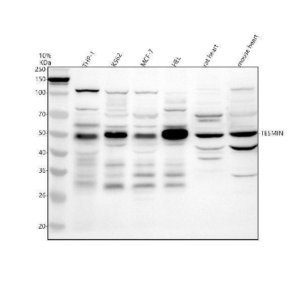 a12228 1 tesmin primary antibodies wb testing 1