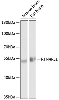 Western blot analysis of extracts of various cell lines, using RTN4RL1 antibody  at 1:1000 dilution