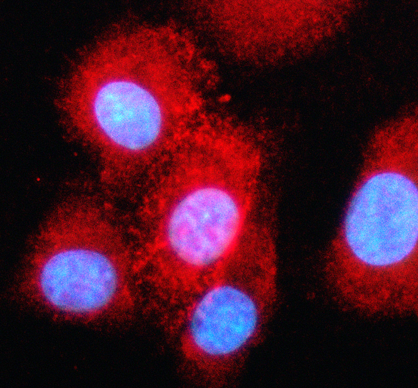 IF analysis of KCNV1 using anti-KCNV1 antibody (A12240-2)