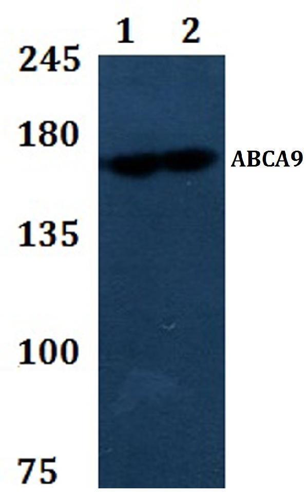 a12241 abca9 primary antiboties wb testing 1