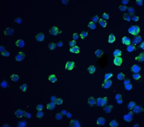 a12243 reep3 primary antibodies if testing 4