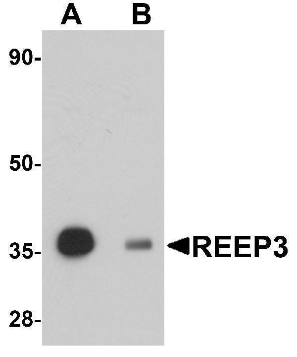 a12243 reep3 primary antibodies wb testing 1