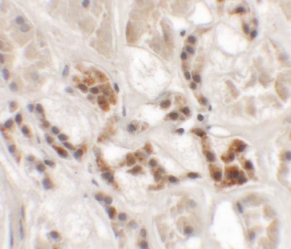 Immunohistochemistry of AP3S1 in human kidney tissue with AP3S1 antibody at 2