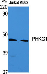 Western Blot analysis of various cells using PHKG1 Polyclonal Antibody