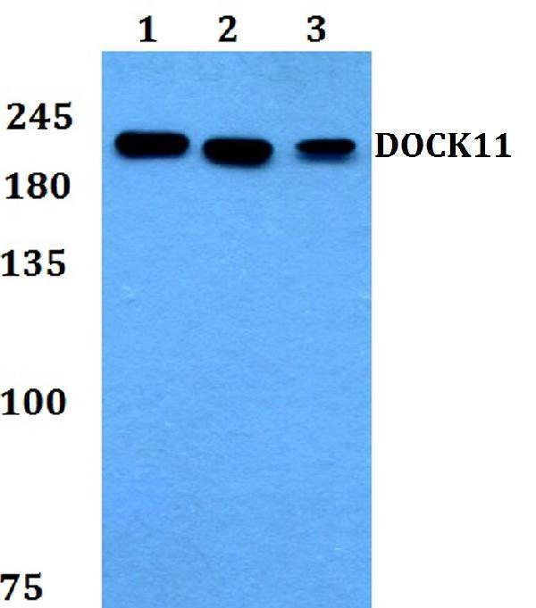 a12259 dock11 primary antiboties wb testing 1