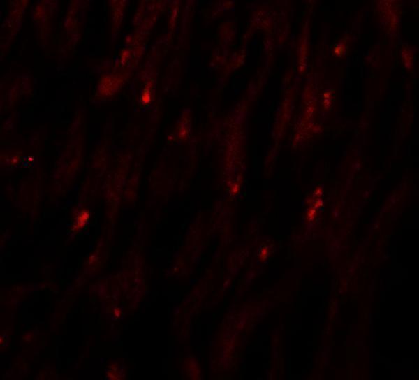 a12261 mlip primary antibodies if testing 3