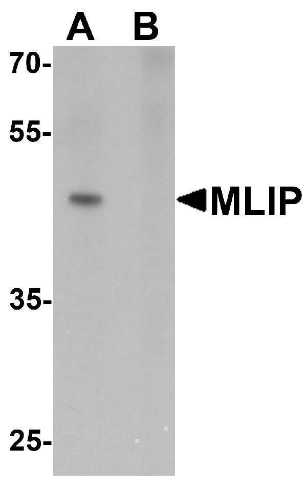 a12261 mlip primary antibodies wb testing 1
