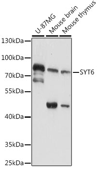 a12265 syt6 primary antiboties wb testing 1