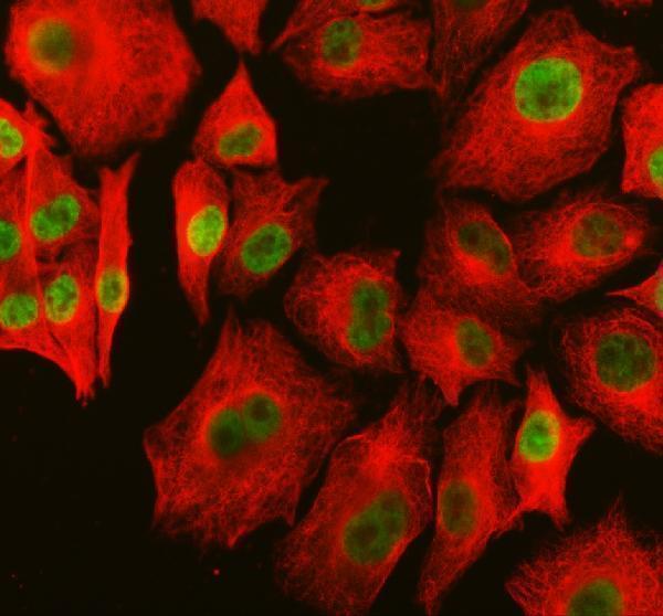 a12266 1 parp15 primary antibodies if testing 1