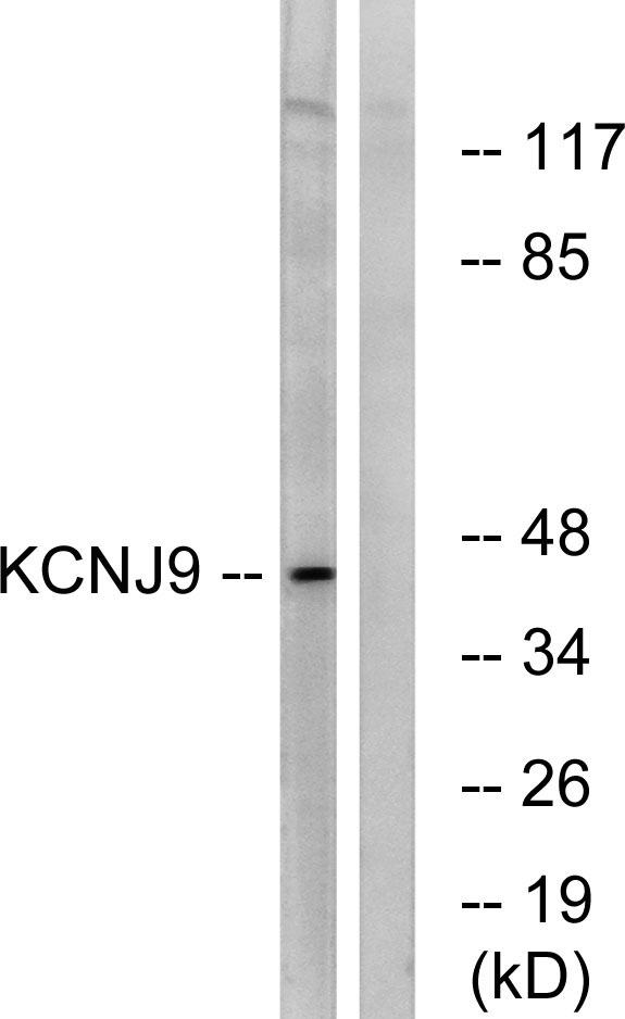 a12270 kcnj9 primary antibodies wb testing 1