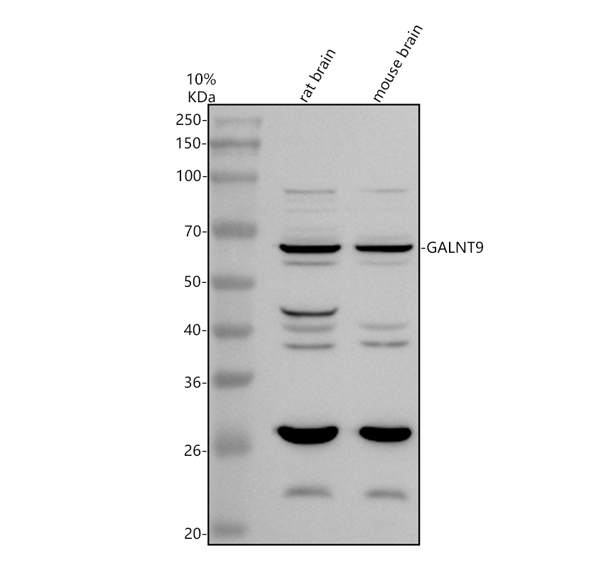 a12273 1 galnt9 primary antibodies wb testing 1