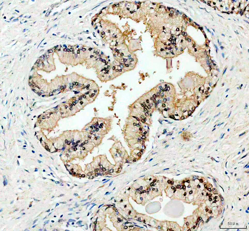 a12277 1 ddi2 primary antibodies ihc testing 1
