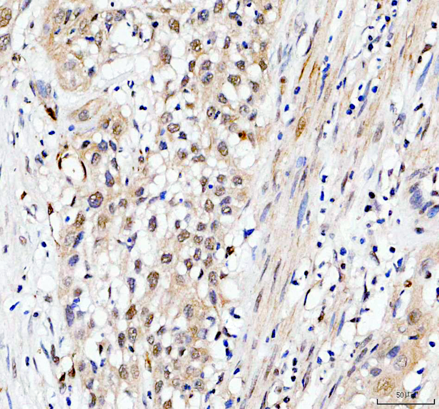 a12277 1 ddi2 primary antibodies ihc testing 3