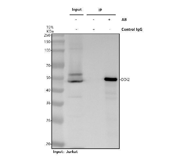 a12277 1 ddi2 primary antibodies ip testing 1