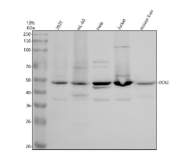 a12277 1 ddi2 primary antibodies wb testing 1