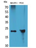 a12283 1 hdgfl3 primary antibodies wb testing 1